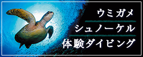 ウミガメシュノーケル・体験ダイビング